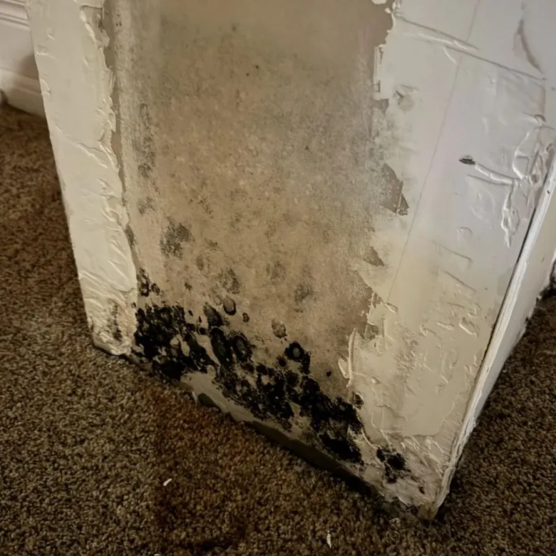 Professional Mold Removal in Edinburg, NY